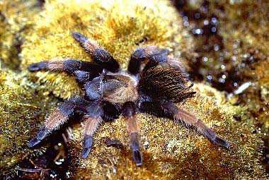 BRACHYPELMA EMILIA 6